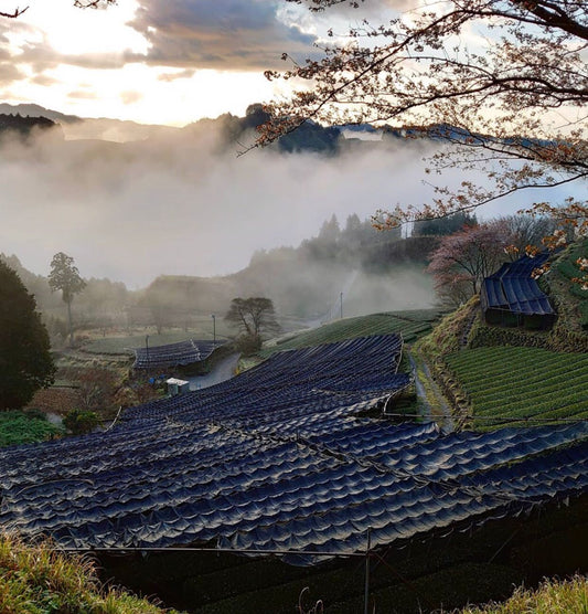 Japanese matcha supplier aki matcha japan