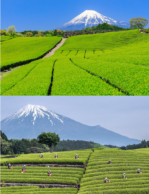 Aki Matcha