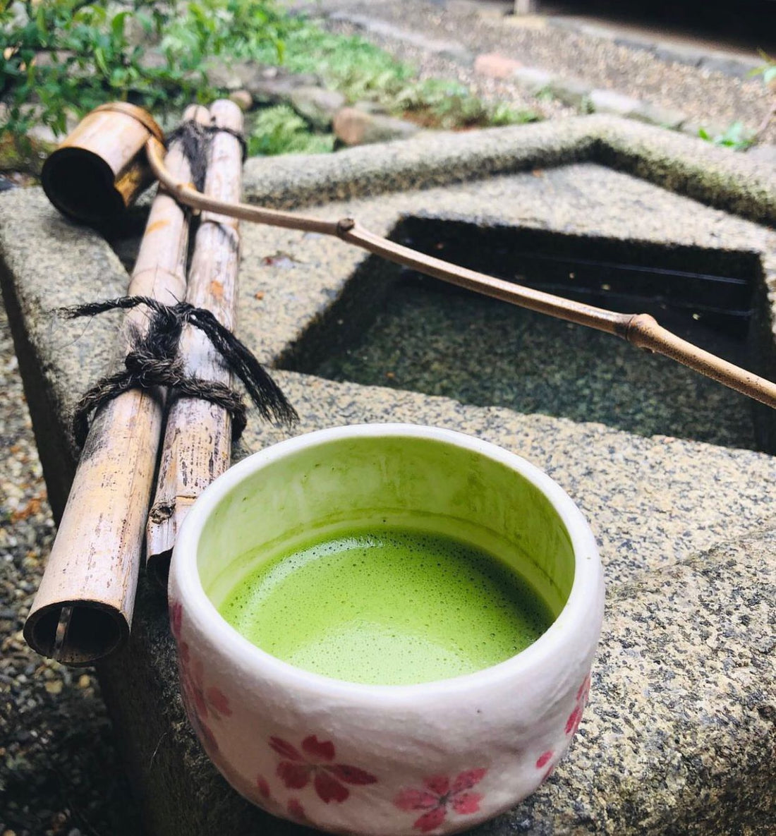 The Rising Demand for Matcha Powder Wholesale in Health-Focused Businesses