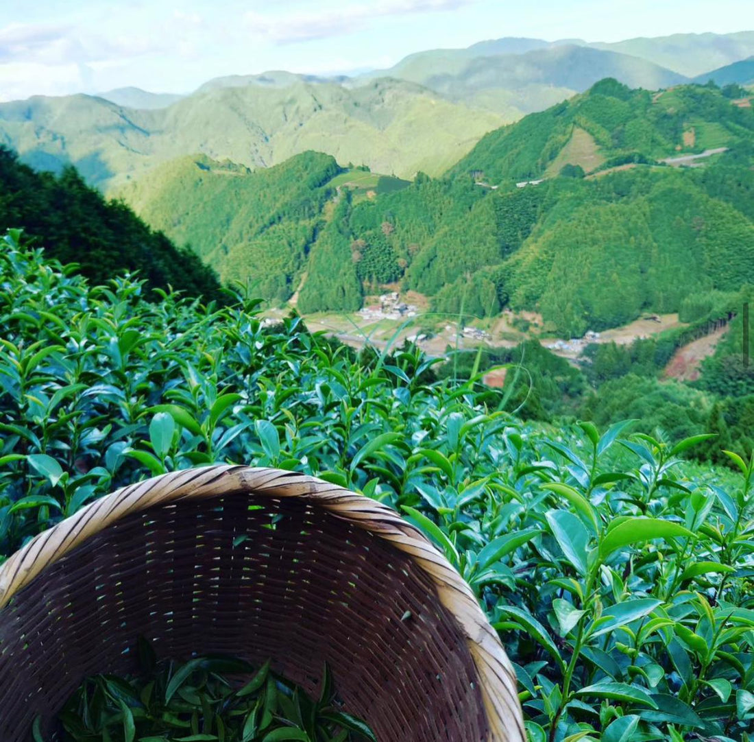 Why Japanese Matcha Powder Is Worth the Investment: A Wholesale Buyer’s Perspective | AKI MATCHA