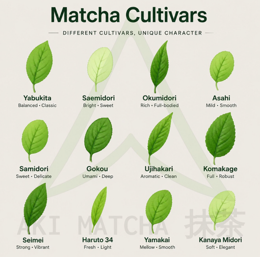 Matcha cultivars yabukita saemidori samidori matcha comparison matcha cultivars