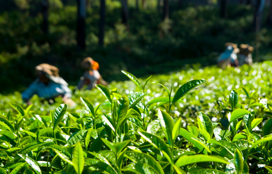 Premium Japanese Matcha farm from japan aki matcha