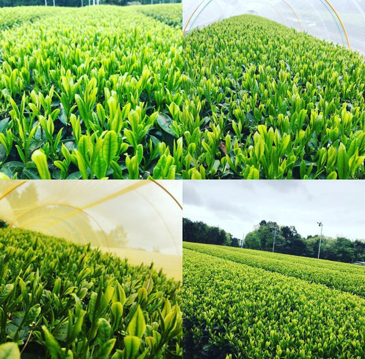 usda organic jas organic matcha supplier aki matcha tea farm from Hamamatsu Shizuoka japan