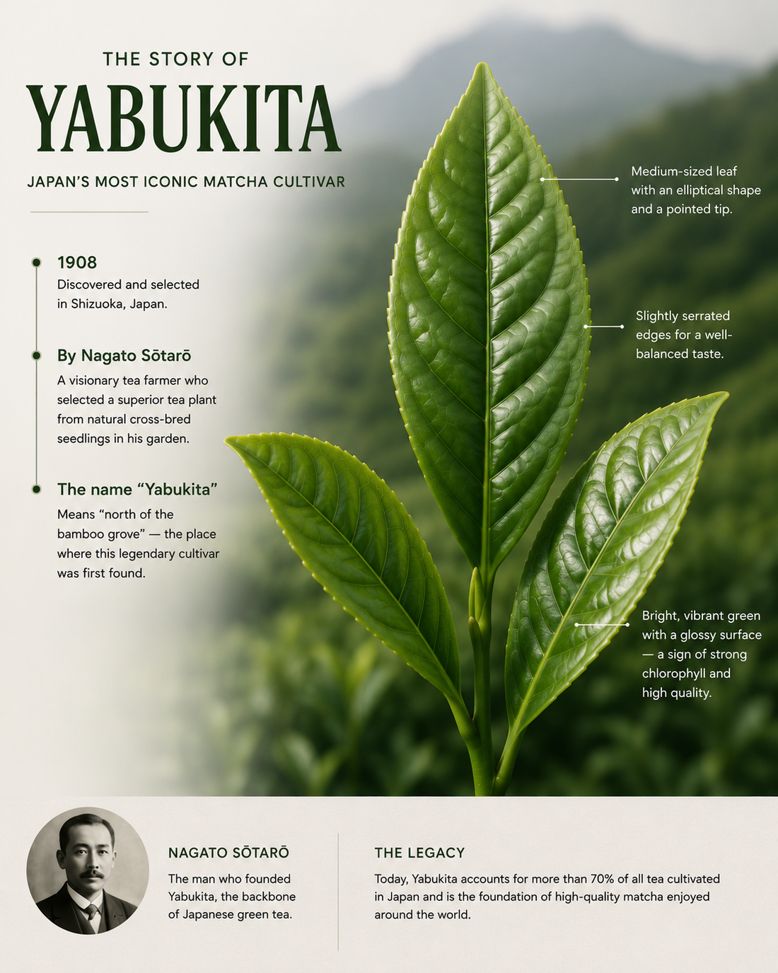 yabukita matcha cultivar by aki matcha 