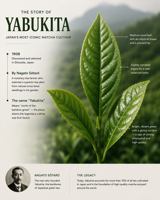yabukita matcha cultivar by aki matcha 