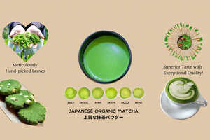 Buy Wholesale Matcha Powder – AKI MATCHA